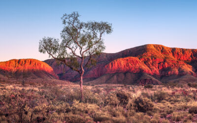 Australia Resilient in a Fragile World Order